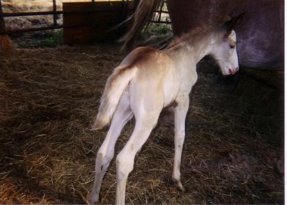 cm foal pete
