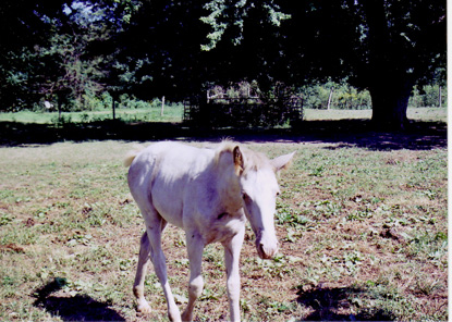 cmfoal pete 4 mos