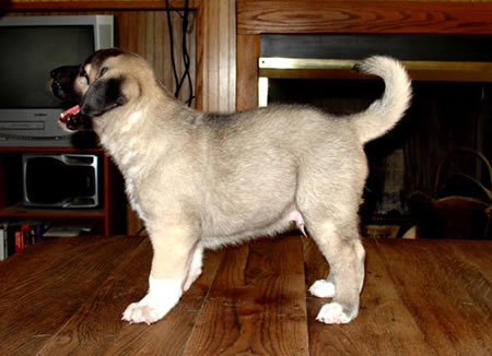 Kavron as a puppy