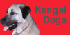 kangal button