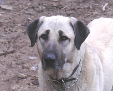 kibar head