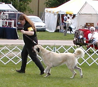 kibar in UKC Premier Champions class
