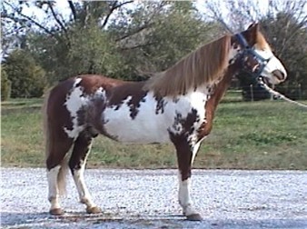 peppy20031.jpg