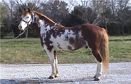 peppy20032.jpg