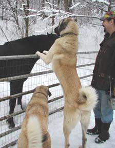 dogs horse snow